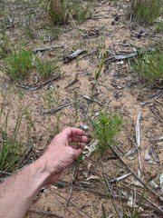 Cyperus schweinitzii