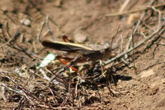 Cratypedes neglectus