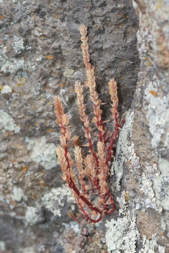 Crassula sieberiana