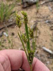 Cyperus schweinitzii