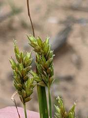 Cyperus schweinitzii