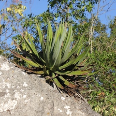 Agave difformis