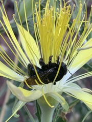 Xylocopa tabaniformis androleuca