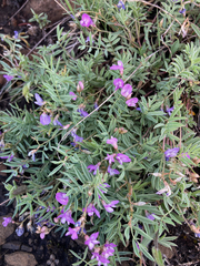 Astragalus vexilliflexus