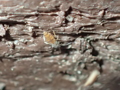 Entomobrya atrocincta