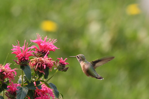 Calliope Hummingbird photographed in Montana