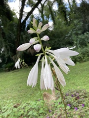 Hosta plantaginea