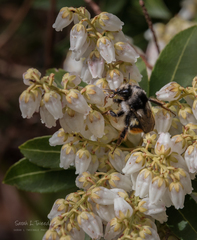 Bombus vancouverensis vancouverensis