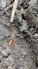 Araneus alsine