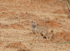 Vulpes bengalensis