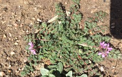 Erodium cicutarium