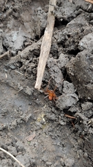 Araneus alsine