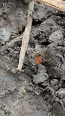 Araneus alsine