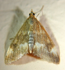 Pyrausta nicalis