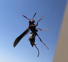 Polistes canadensis