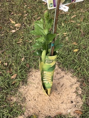 Citrus × aurantiifolia