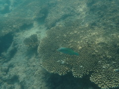 Halichoeres chloropterus