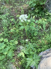 Valeriana occidentalis