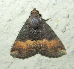 Eublemma nigrivitta