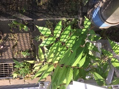 Ailanthus altissima
