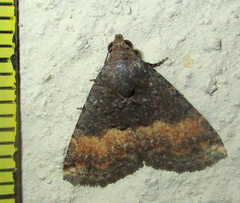 Eublemma nigrivitta