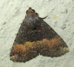 Eublemma nigrivitta