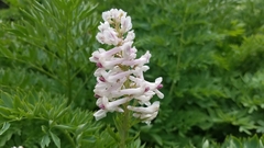 Corydalis caseana cusickii