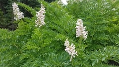 Corydalis caseana cusickii