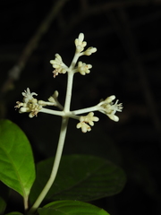 Psychotria cupularis