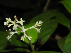 Psychotria cupularis