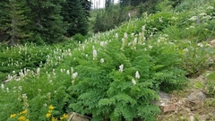 Corydalis caseana cusickii