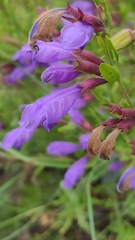 Dracocephalum peregrinum