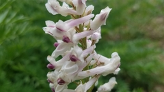 Corydalis caseana cusickii