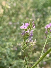 Medicago sativa