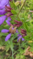 Dracocephalum peregrinum