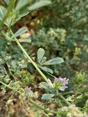 Medicago sativa