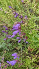 Dracocephalum peregrinum