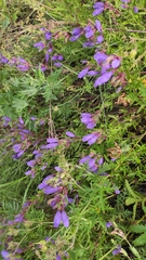 Dracocephalum peregrinum