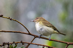 Vireo altiloquus
