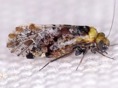 Trichadenotecnum alexanderae