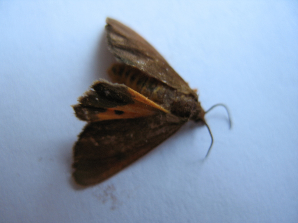 Bog Virbia Moth