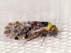 Trichadenotecnum alexanderae