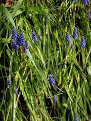 Muscari botryoides