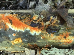 Hydnophlebia