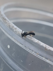 Hylaeus affinis