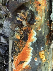 Hydnophlebia