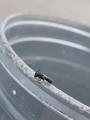 Hylaeus affinis