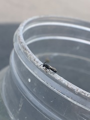 Hylaeus affinis