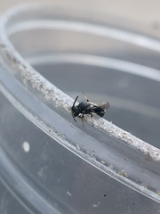 Hylaeus affinis