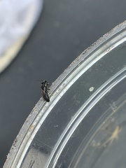 Hylaeus affinis